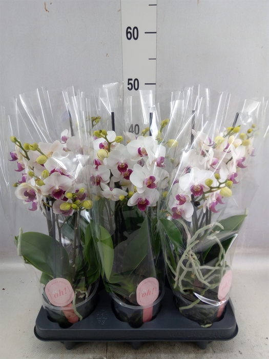 <h4>Phalaenopsis multi. 'FC Safe Haven'</h4>