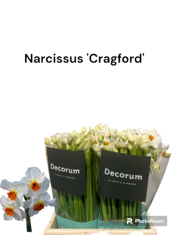 <h4>Narcissus sp cragford</h4>