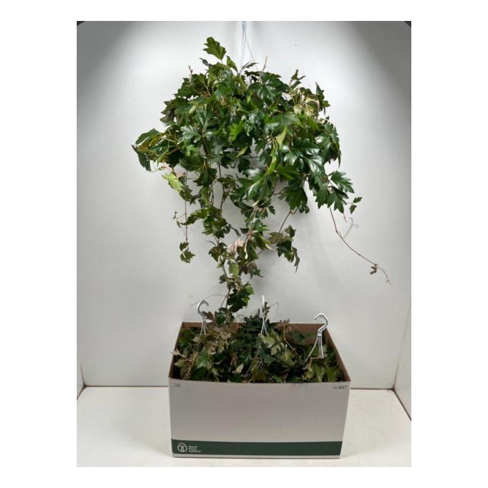 <h4>Cissus rhombifolia Ellen Danica 17Ø 50cm</h4>