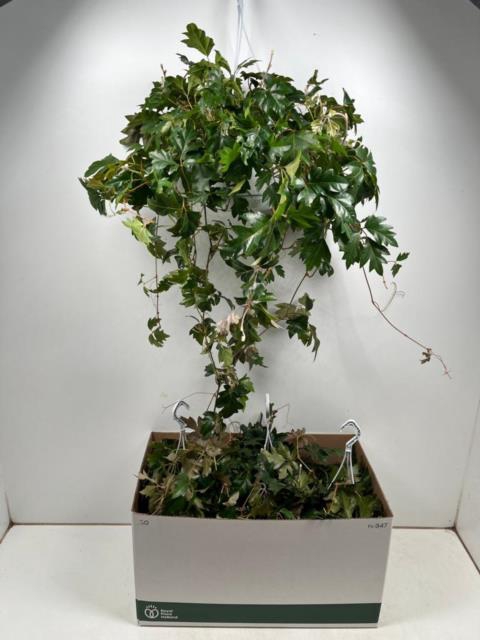Cissus rhombifolia Ellen Danica 17Ø 50cm