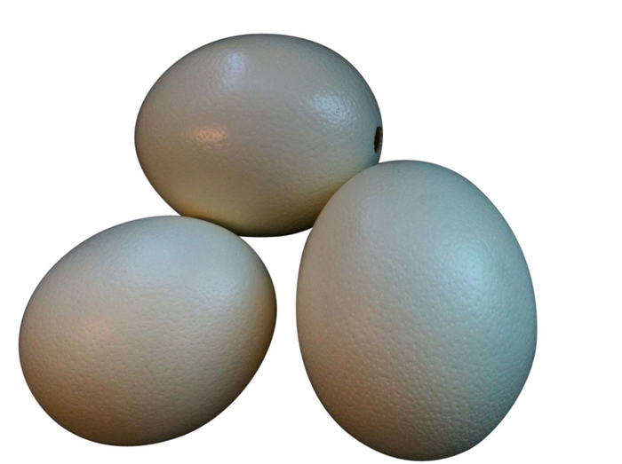 <h4>Basic Ostrich Egg Resin Naturel</h4>