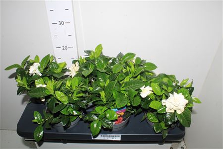 Gardenia Jasminoides
