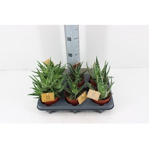 Aloe Hybride Mix P10.5