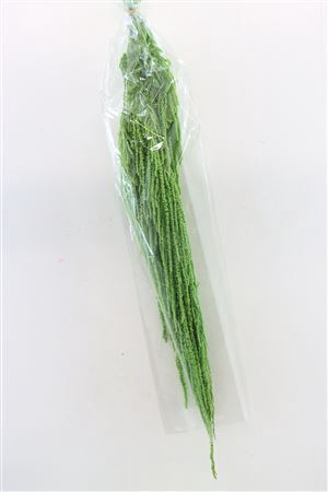 <h4>Pres Amaranthus Caud L Green Bunch</h4>