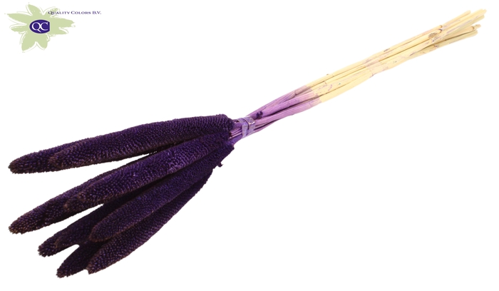 Babala on natural stem purple