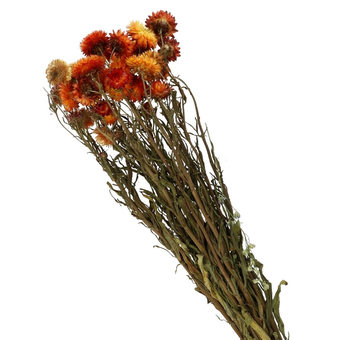 <h4>Helichrysum 40-60cm</h4>