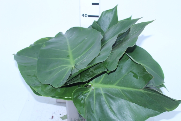 FOLH PHILODENDRON