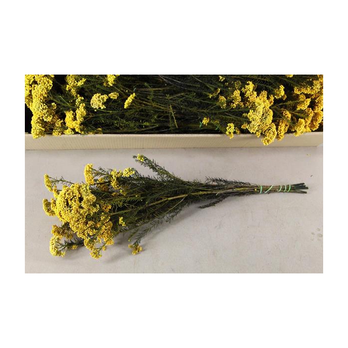 <h4>Pf Rice Flowers Yellow 100g</h4>