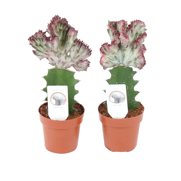<h4>Cactus mix Euphorbia l. Ø8,5cm</h4>