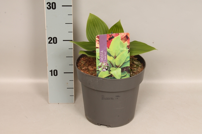<h4>vaste planten 19 cm  Hosta Purple Heart afd.1</h4>
