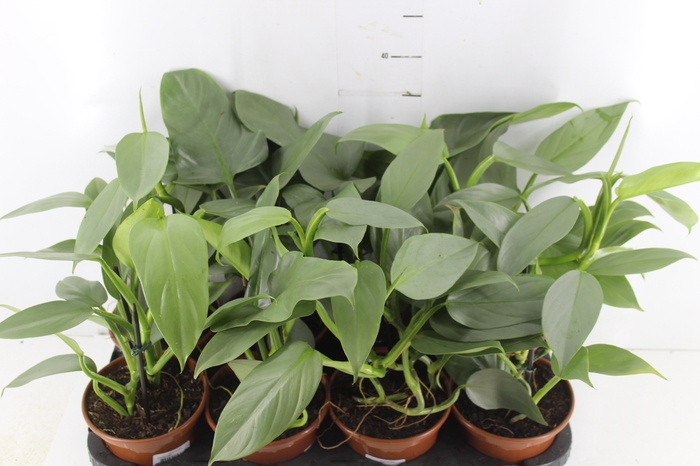 <h4>PHILODENDRON GREY P15</h4>