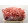 Gyps Pa Excellence Tinted Coral 80cm EC