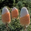 Banksia Tint Prionotes