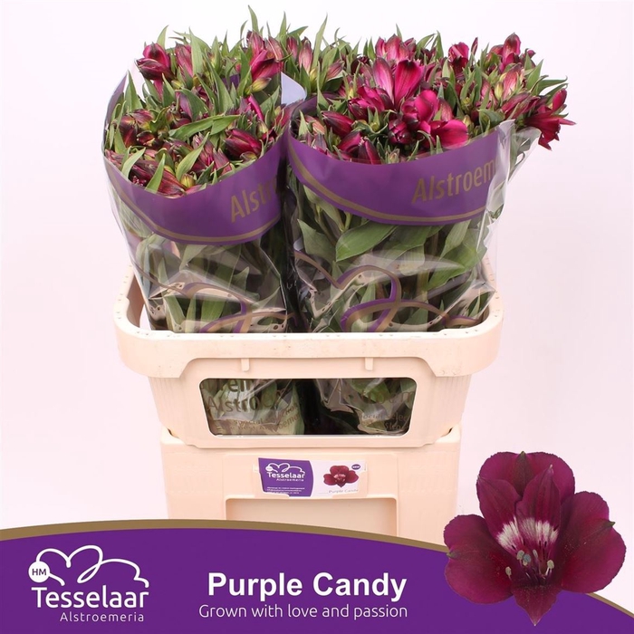 Alstroemeria purple candy