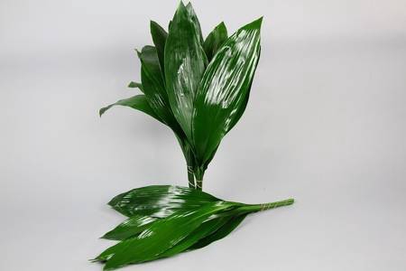 <h4>Leaf aspidistra per bunch</h4>