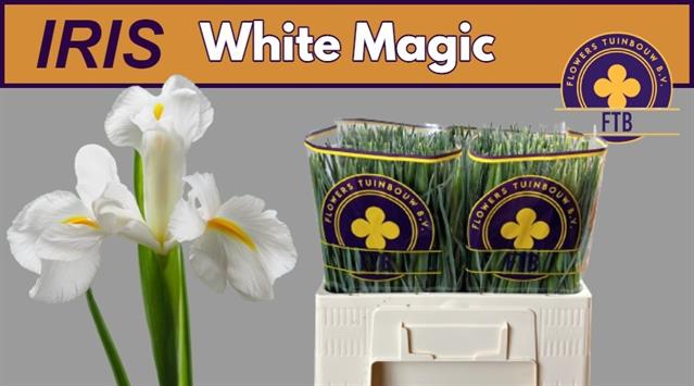 Iris white magic