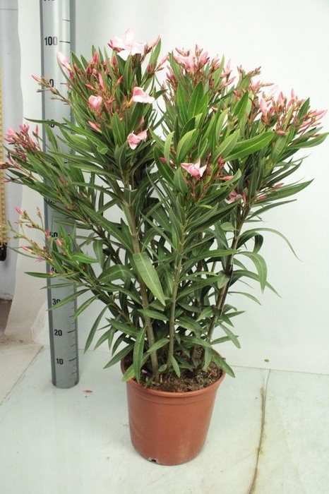 <h4>Nerium oleander</h4>