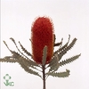 DRIED BANKSIA SPECIOSA PINK