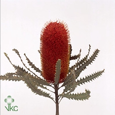 Banksia Menziesii