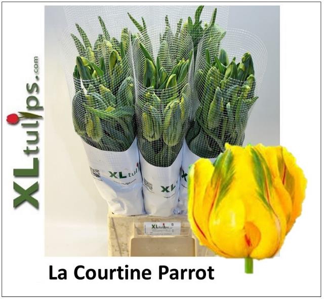 <h4>Tulipa fre la courtine parrot</h4>