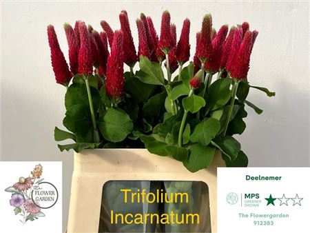 <h4>Trifolium Purpureum</h4>