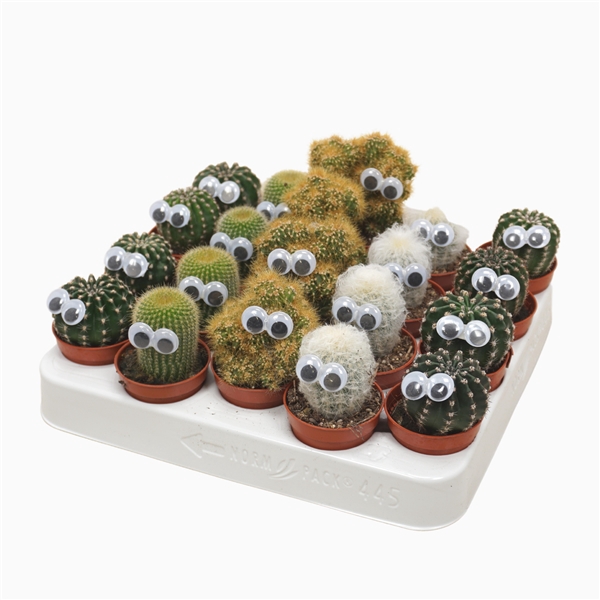 <h4>Cactus mix 5,5 cm met oog</h4>