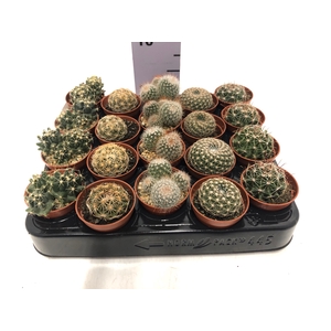 Cactus overig 5,5Ø 22cm