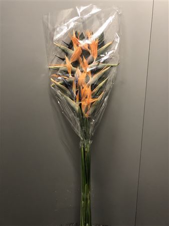 <h4>Strelitzia Flower X 10</h4>
