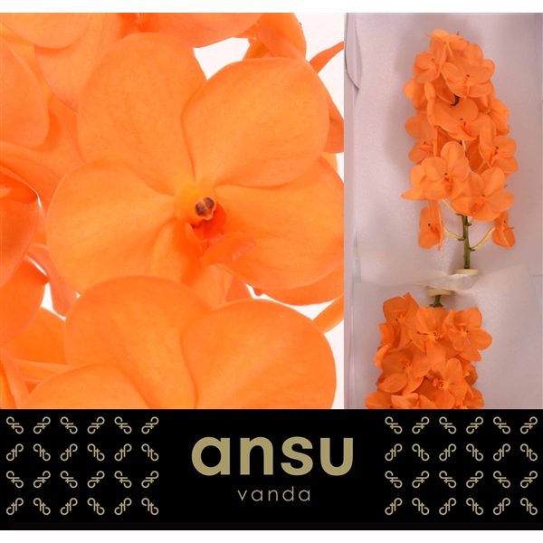 Vanda Princess Orange