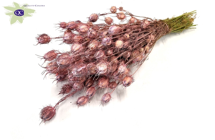 Nigella per bunch frosted pink