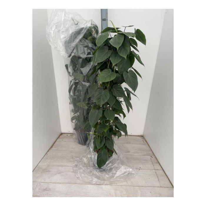 <h4>Philodendron Scandens 24Ø 120cm</h4>