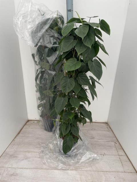 Philodendron Scandens 24Ø 120cm