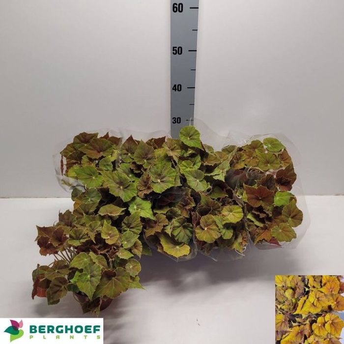 <h4>Begonia blad. (Rex Grp) Beleaf Ambe</h4>