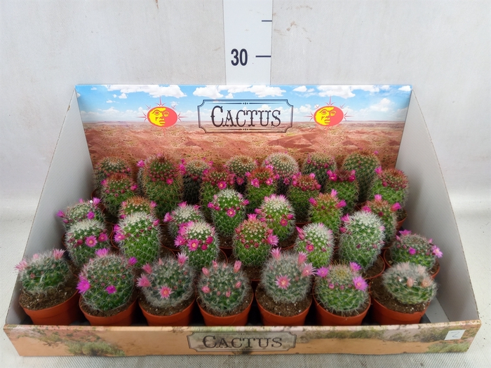 <h4>Cactus   ...flowering</h4>