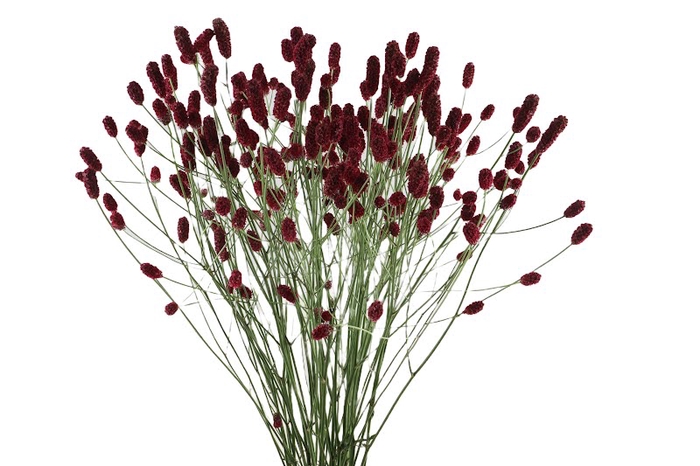 <h4>Sanguisorba Red Dream Import Extra</h4>