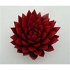 Echeveria Agavoides Paint Red Cutflower Wincx-12cm