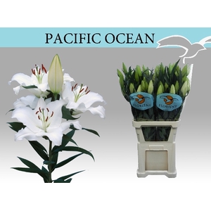 Lilium or pacific ocean