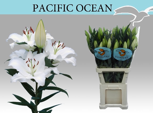 <h4>Lilium or pacific ocean</h4>