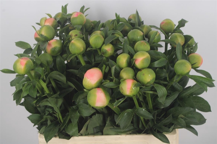 <h4>Paeonia Kingsday Extra</h4>