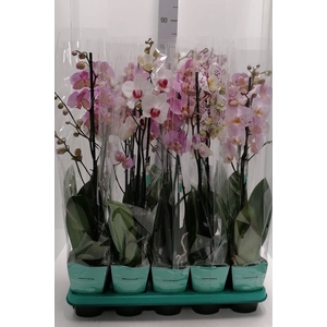 Phalaenopsis Decorum Mix 12Ø 65cm