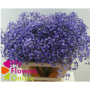 Gyps Pa Excellence Tinted Purple 80cm EC