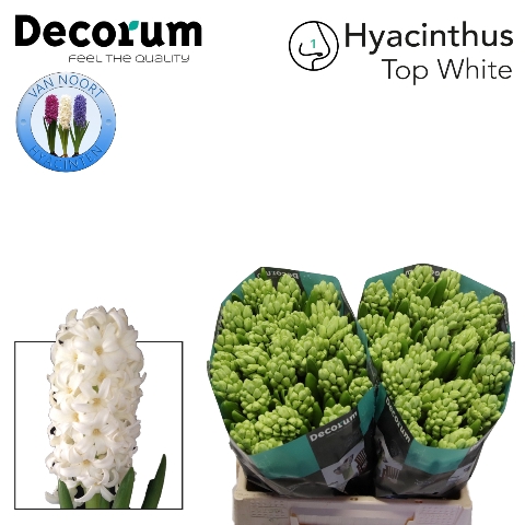<h4>Hyacinthus top white</h4>