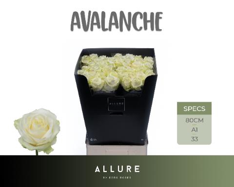 <h4>R GR AVALANCHE+</h4>