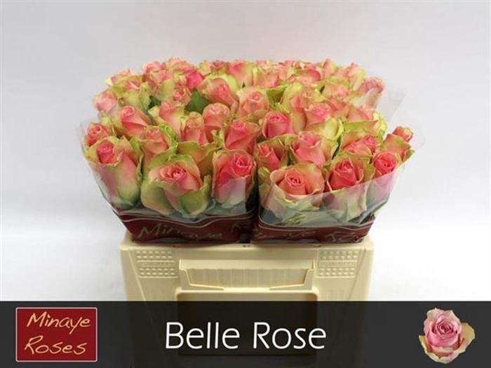 <h4>Rs gr Belle Rose</h4>