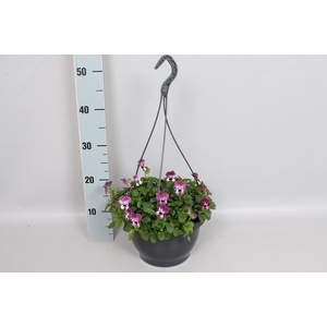 Hangpot 23 cm Viola cornuta Raspberry