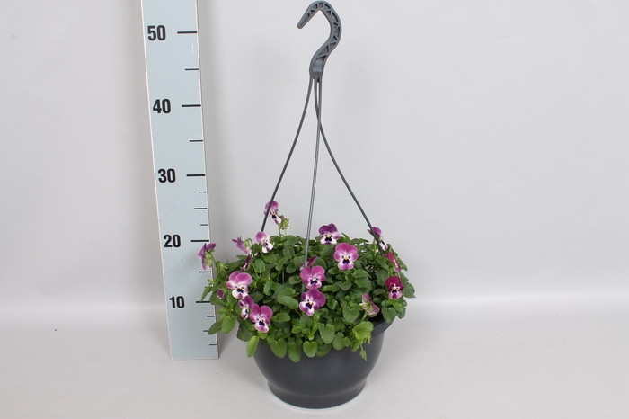 Hangpot 23 cm Viola cornuta Raspberry