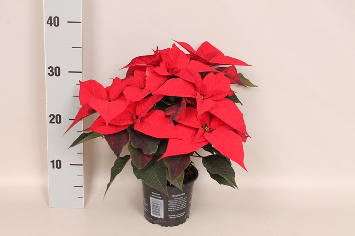 Poinsettia 13 cm Christmas Feelings® Red
