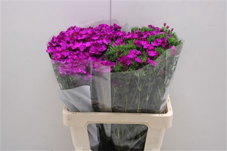 <h4>Dianthus Ba Neon Purple</h4>