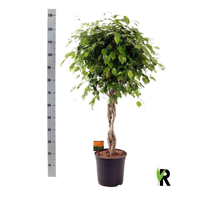 <h4>Ficus benjamina Exotica 27Ø 120cm 4pp</h4>