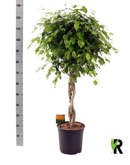 Ficus benjamina Exotica 27Ø 120cm 4pp